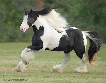 Gypsy vanner <3