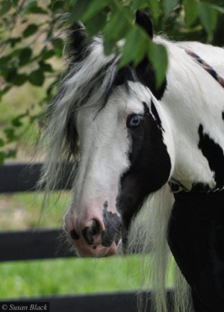 Gypsy vanner <3