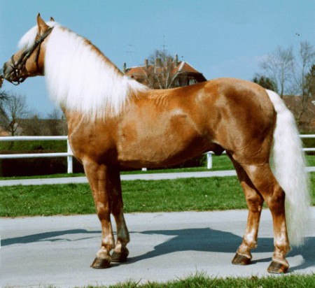 Haflingi